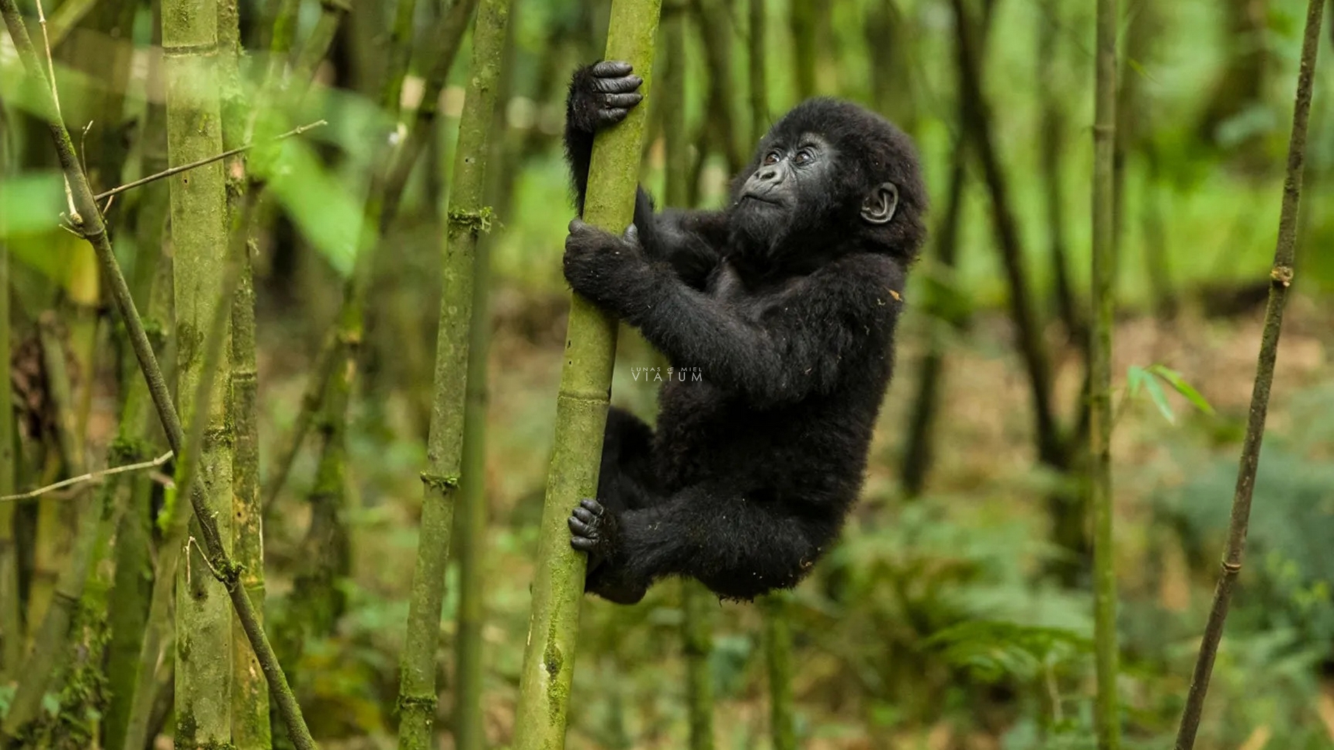 Dia 9: Lago Bunyonyi - Bwindi - Mgahinga