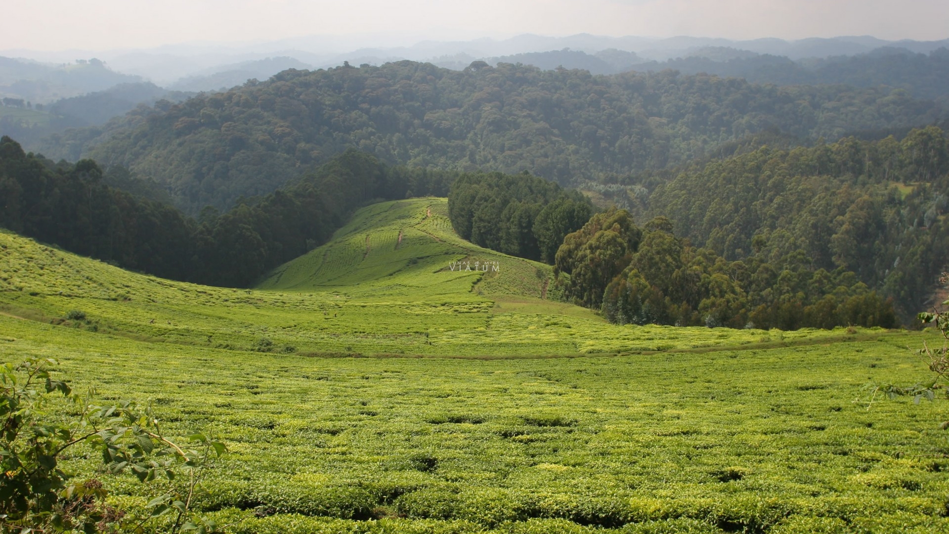 Dia 13: Nyungwe