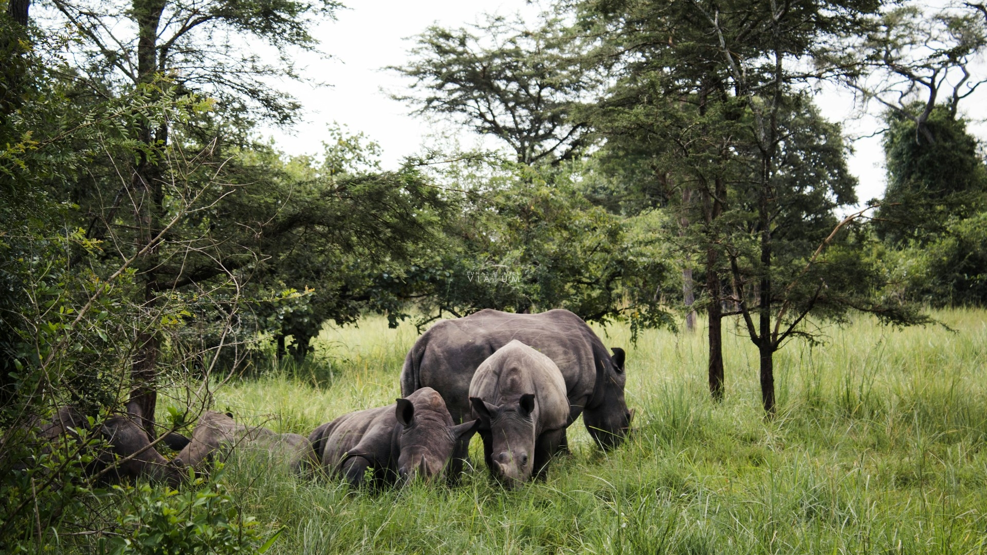 Dia 3: Entebbe - Ziwa - Masindi