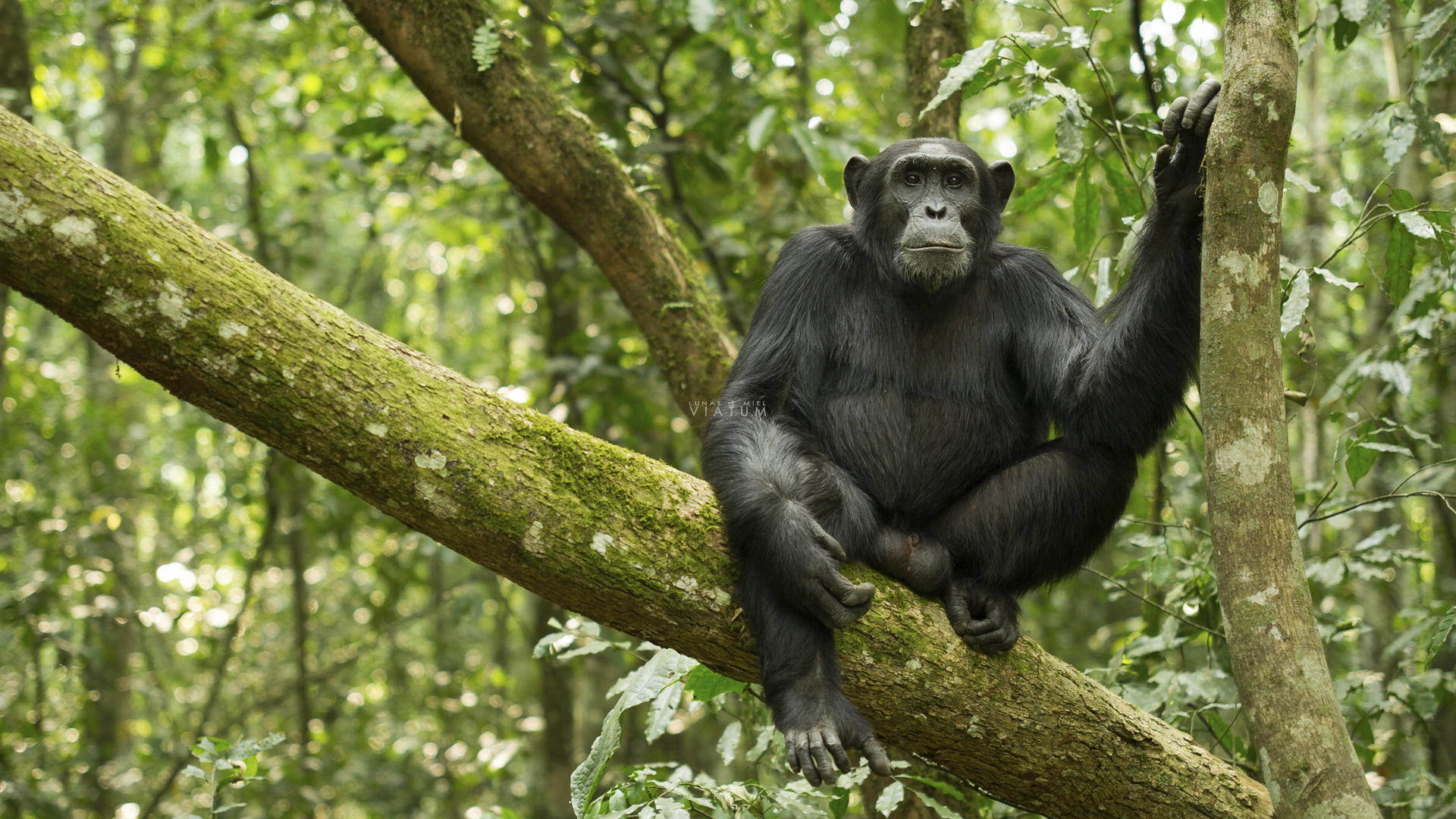 Parque Nacional Kibale