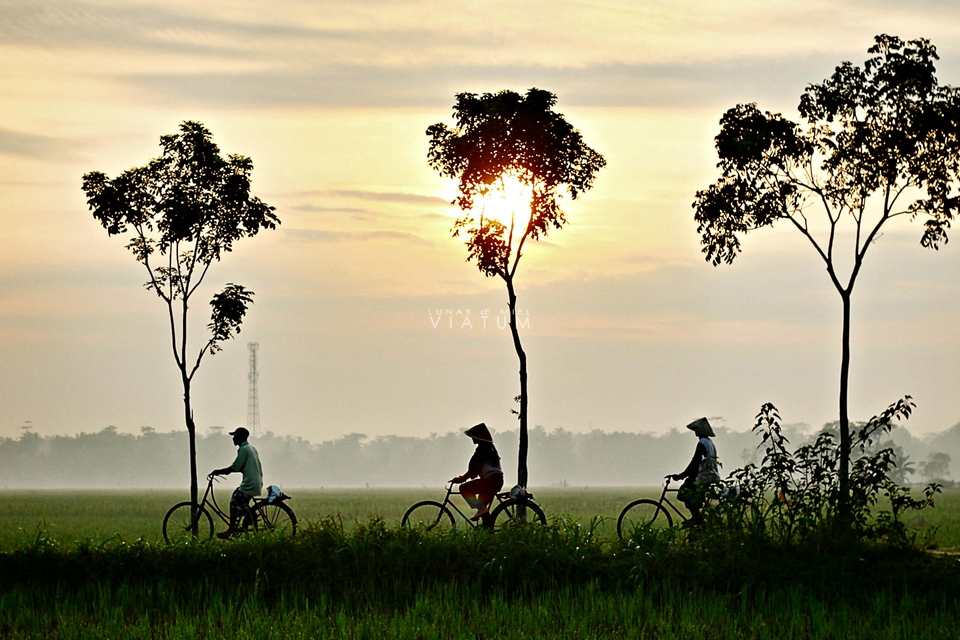 Paseo en bicicleta entre arrozales