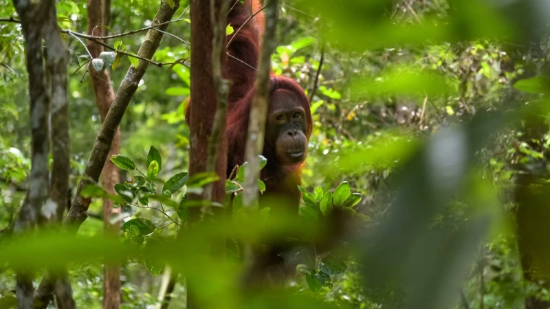 Luna de Miel en Indonesia: Borneo, Yogyakarta, Bali y Komodo