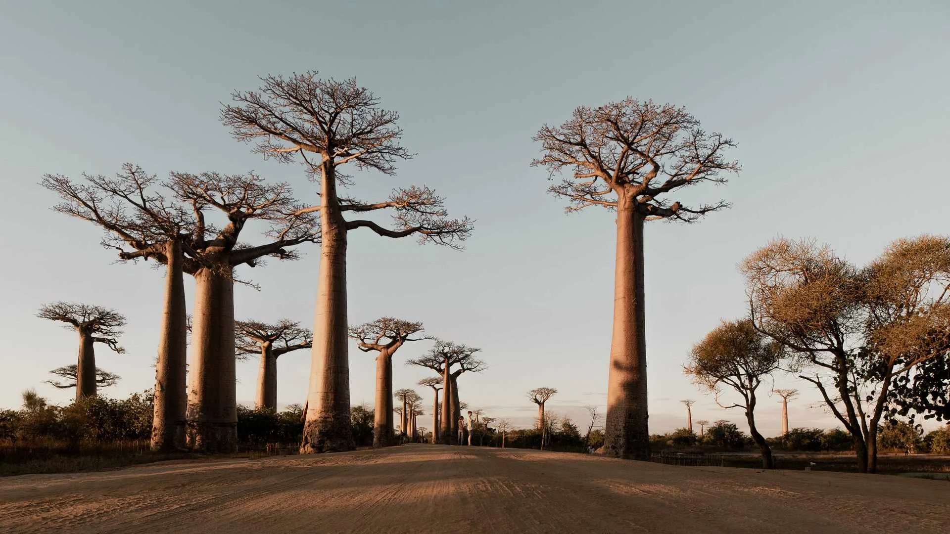 Luna de Miel en Madagascar: Sur y Tsingys