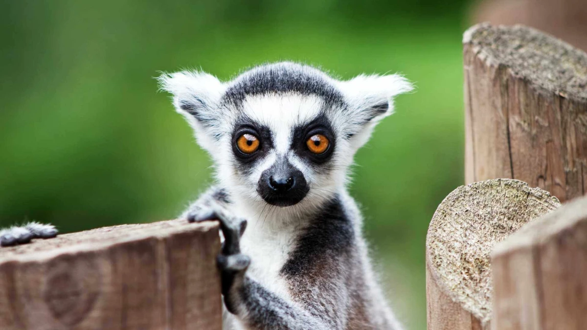 Luna de Miel en Madagascar: Fauna espectacular