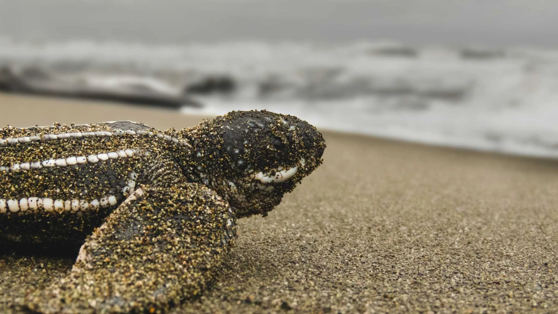Luna de Miel en Costa Rica y Panama