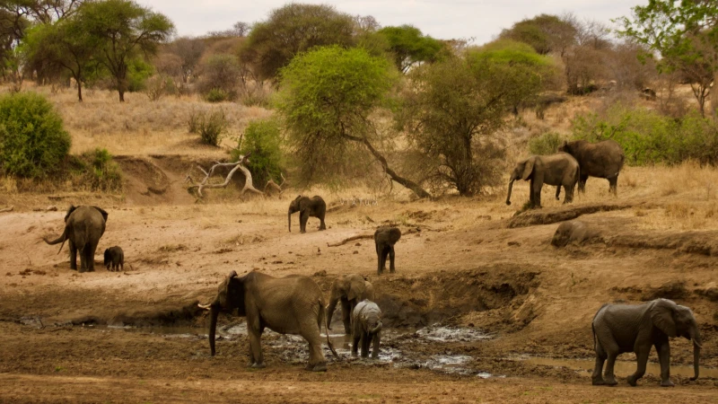 Tanzania: Safari al amanecer y parajes sacados de una postal