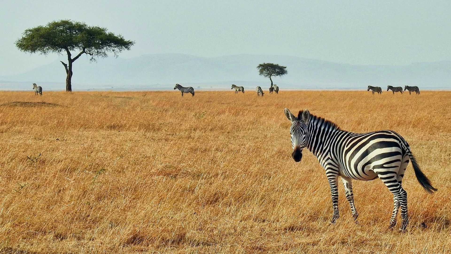 Lunas de miel en África