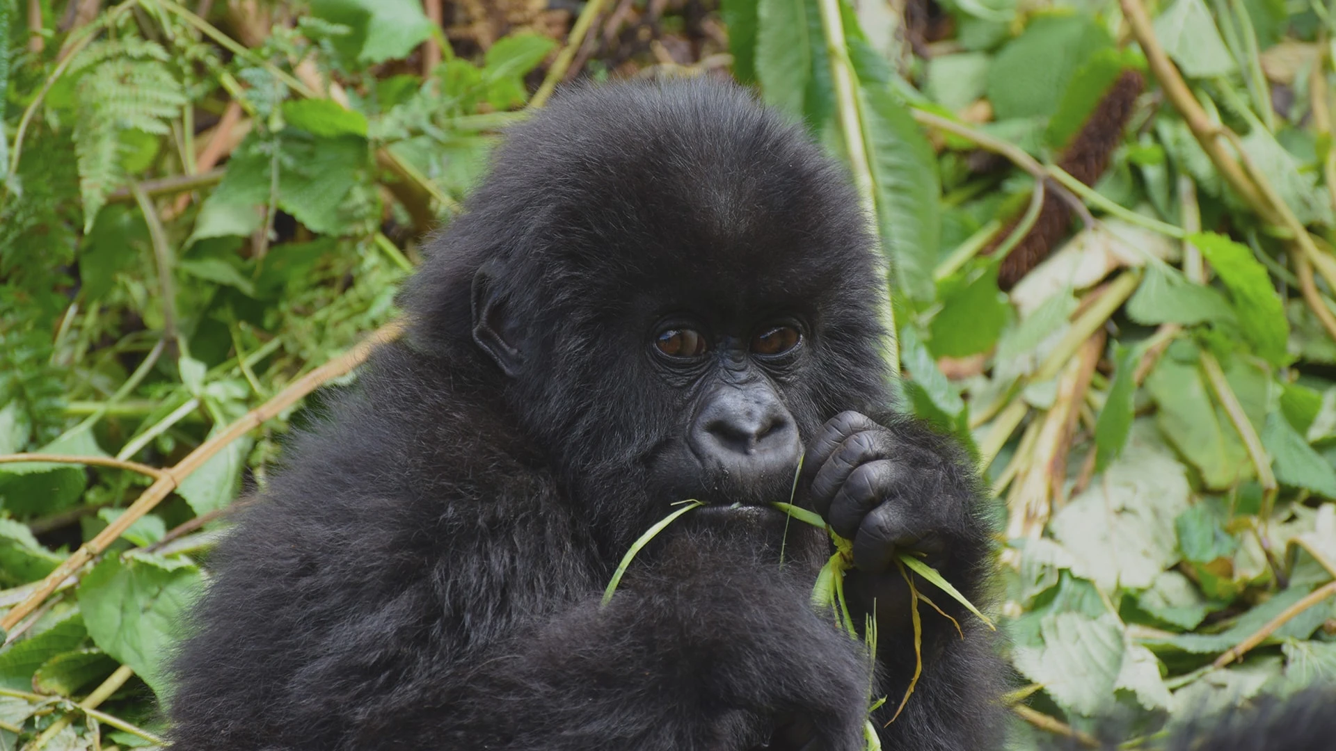 Lunas de miel en Uganda