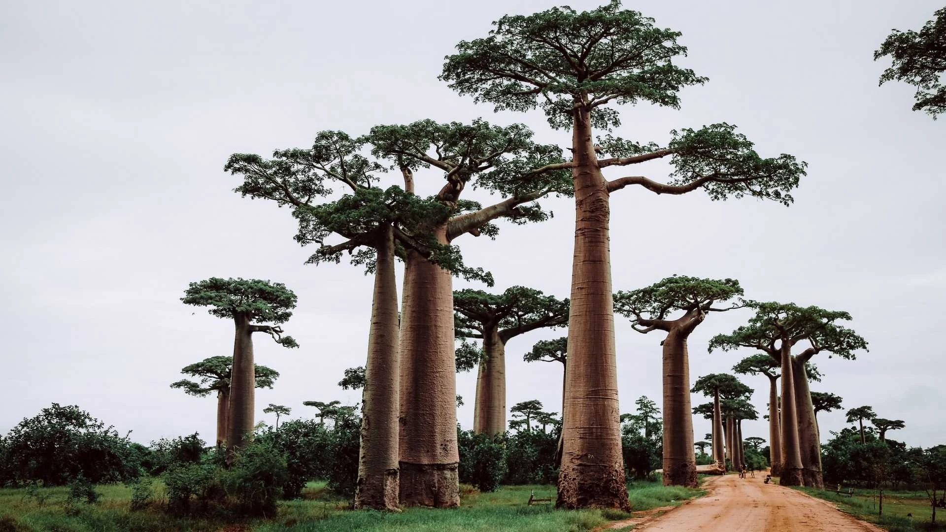 Lunas de miel en Madagascar